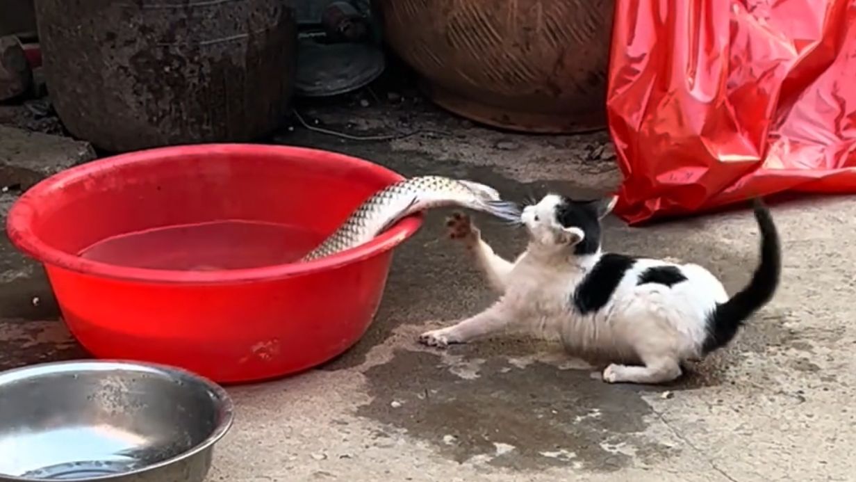 《并不喜欢吃鱼》