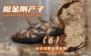 Download Video: 冬天蝎子产子季节，喜忧参半！马达加斯黑金刚蝎介绍第六集