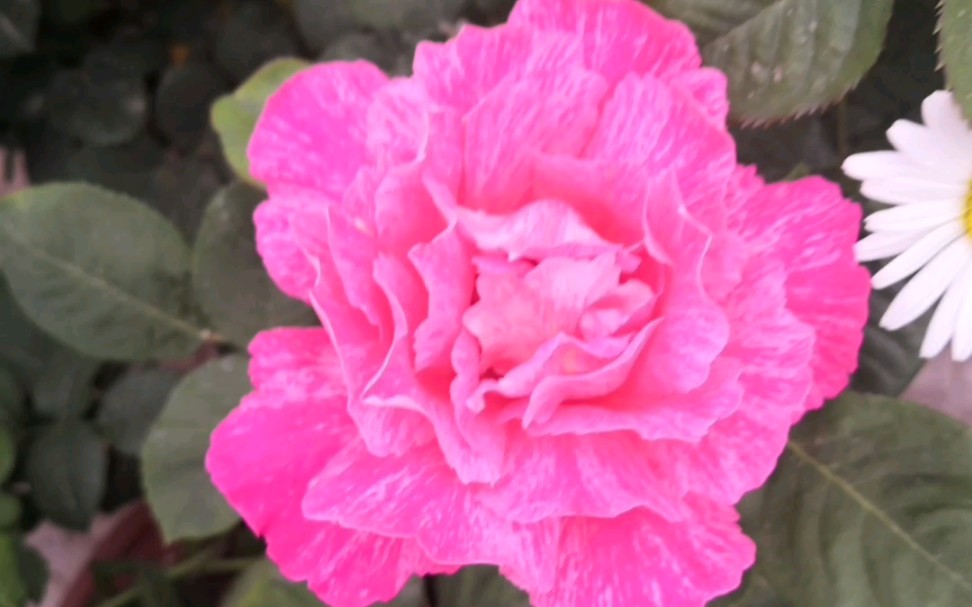 【古老月季—银红牡丹】