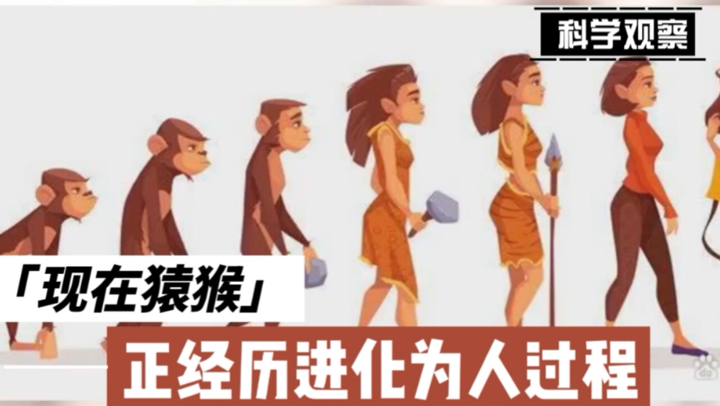 科学家研究由于环境变化,猿猴很可能,正在经历进化为人类过程