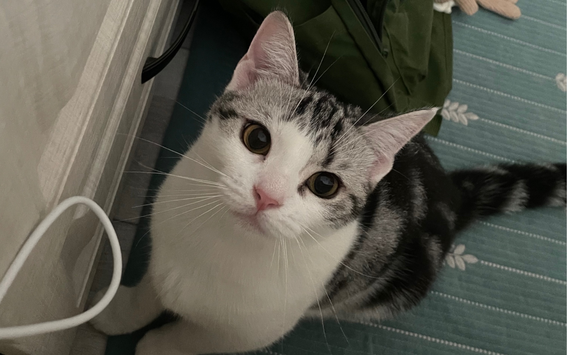 一支peppy cat试玩分享_哔哩哔哩_bilibili