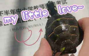 下载视频: 东锦龟 my little love