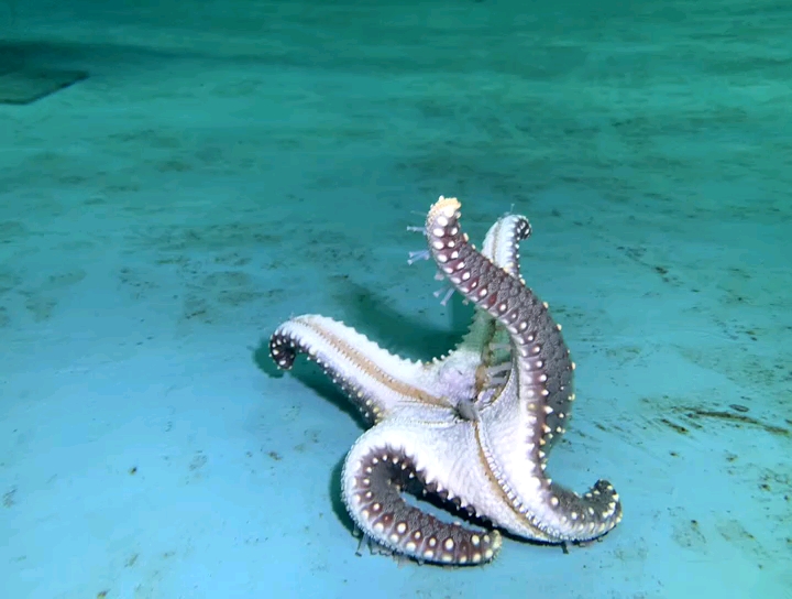 [图]水族馆内的海星翻身