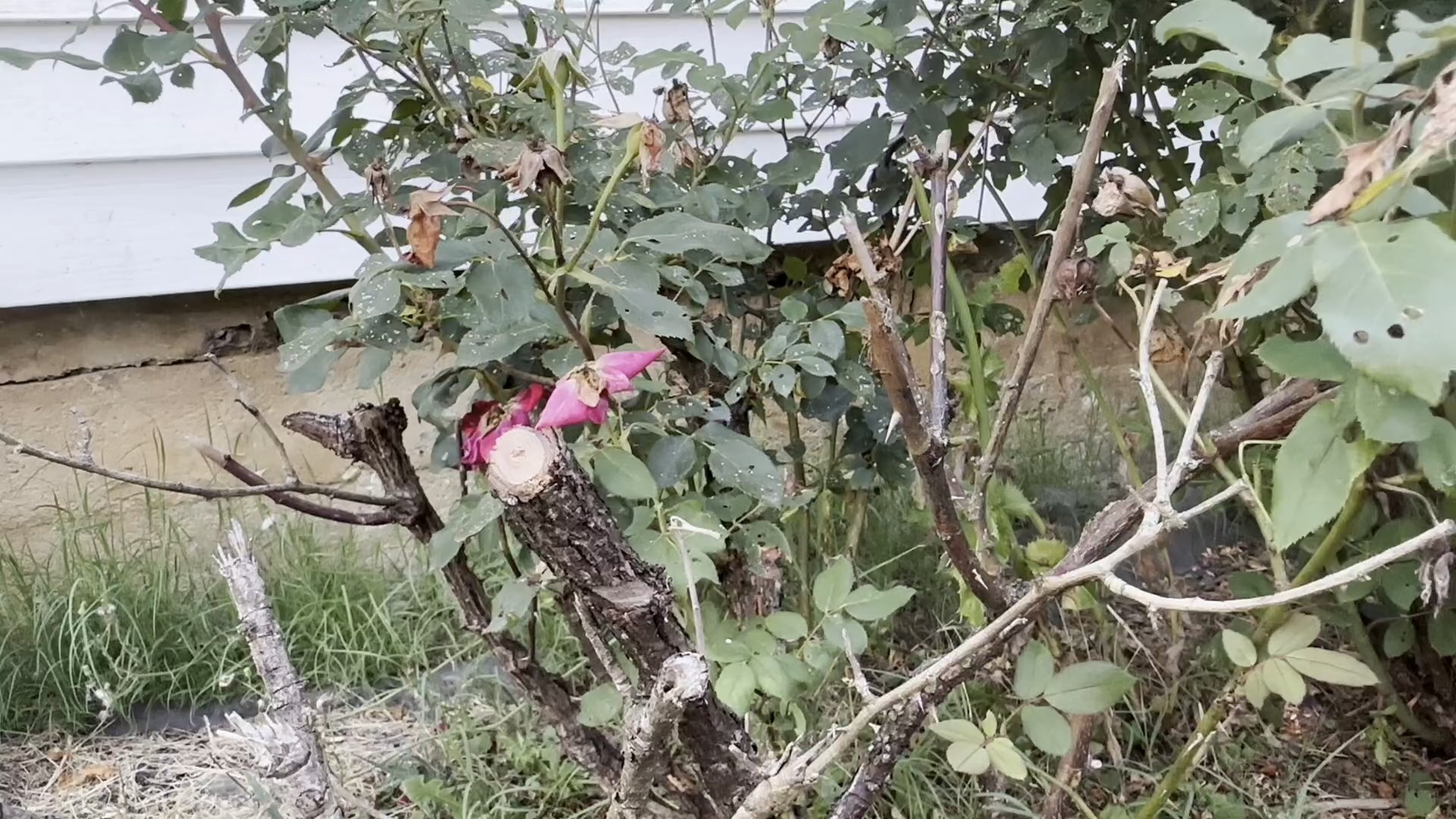 园林园艺用品-电动修枝剪-m00056