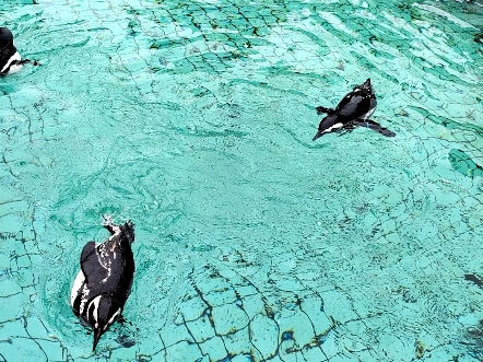 企鹅游泳,可爱吧