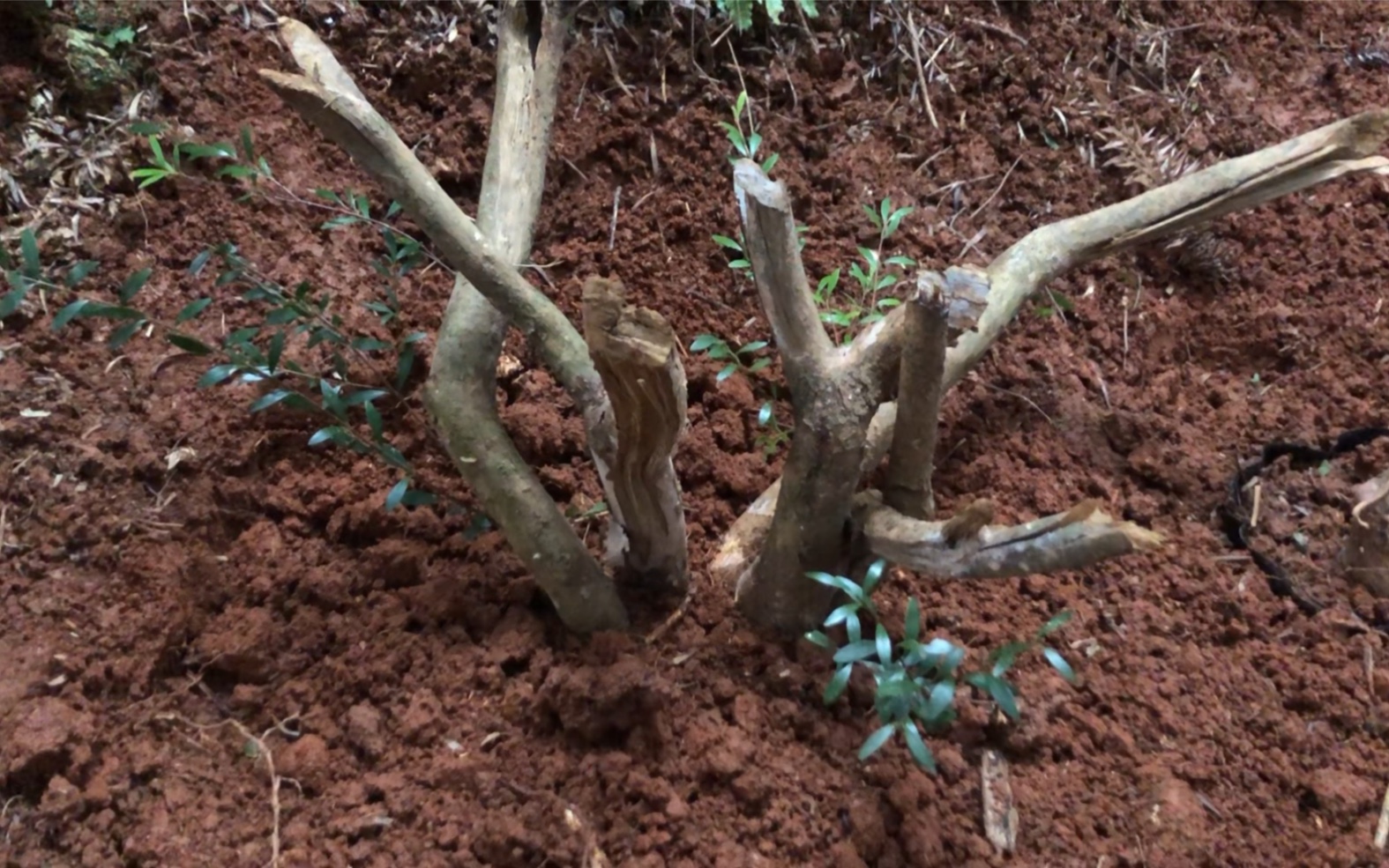 今天盘的这颗赤楠有点意思,根底下还长着一个笋_哔哩哔哩_bilibili