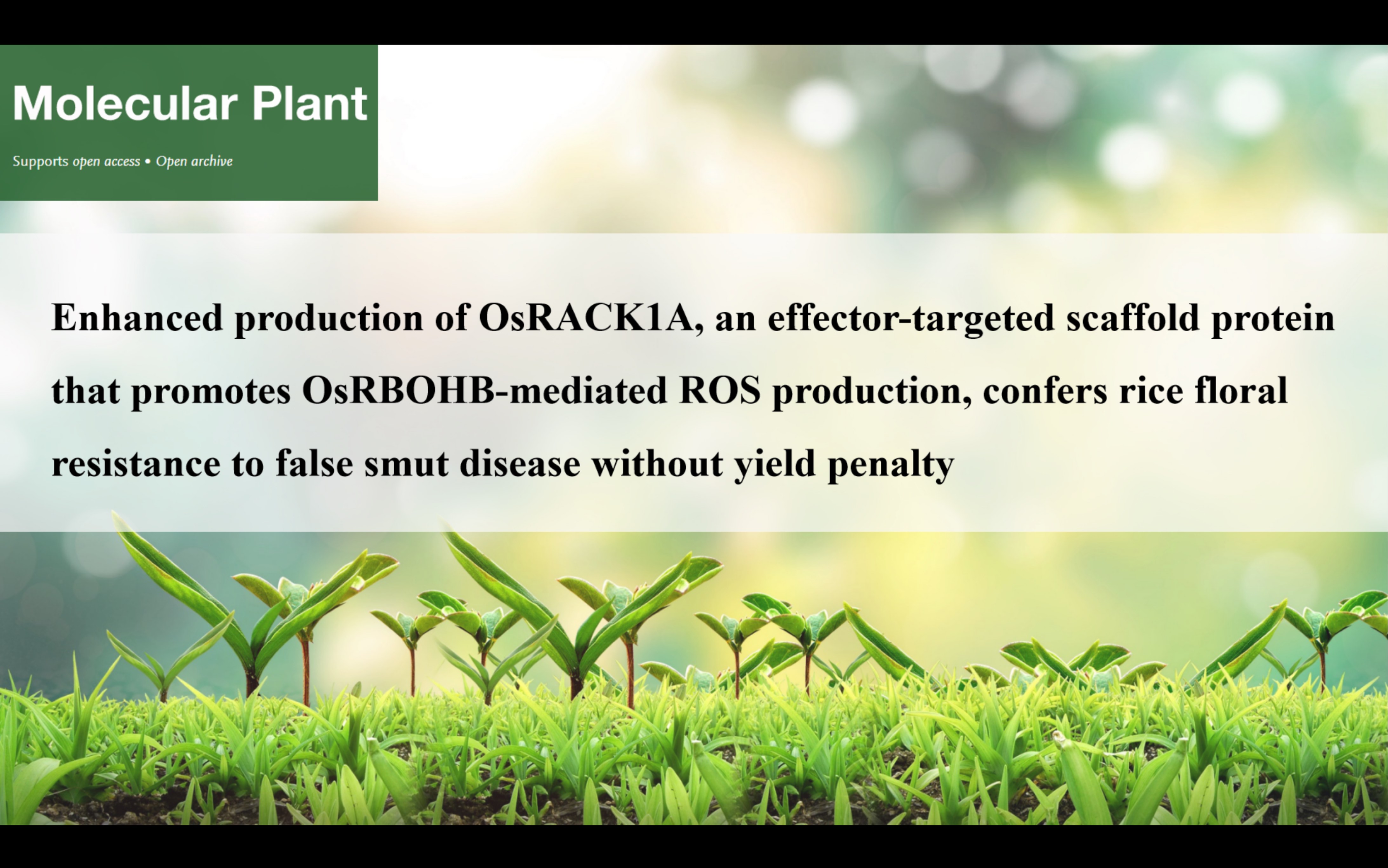 【文献讲解2】四川农业大学王文明教授团队Molecular Plant发表文章:水稻支架蛋白RACK1A哔哩哔哩bilibili