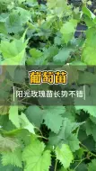 Tải video: 阳光玫瑰葡萄树苗还能种么？