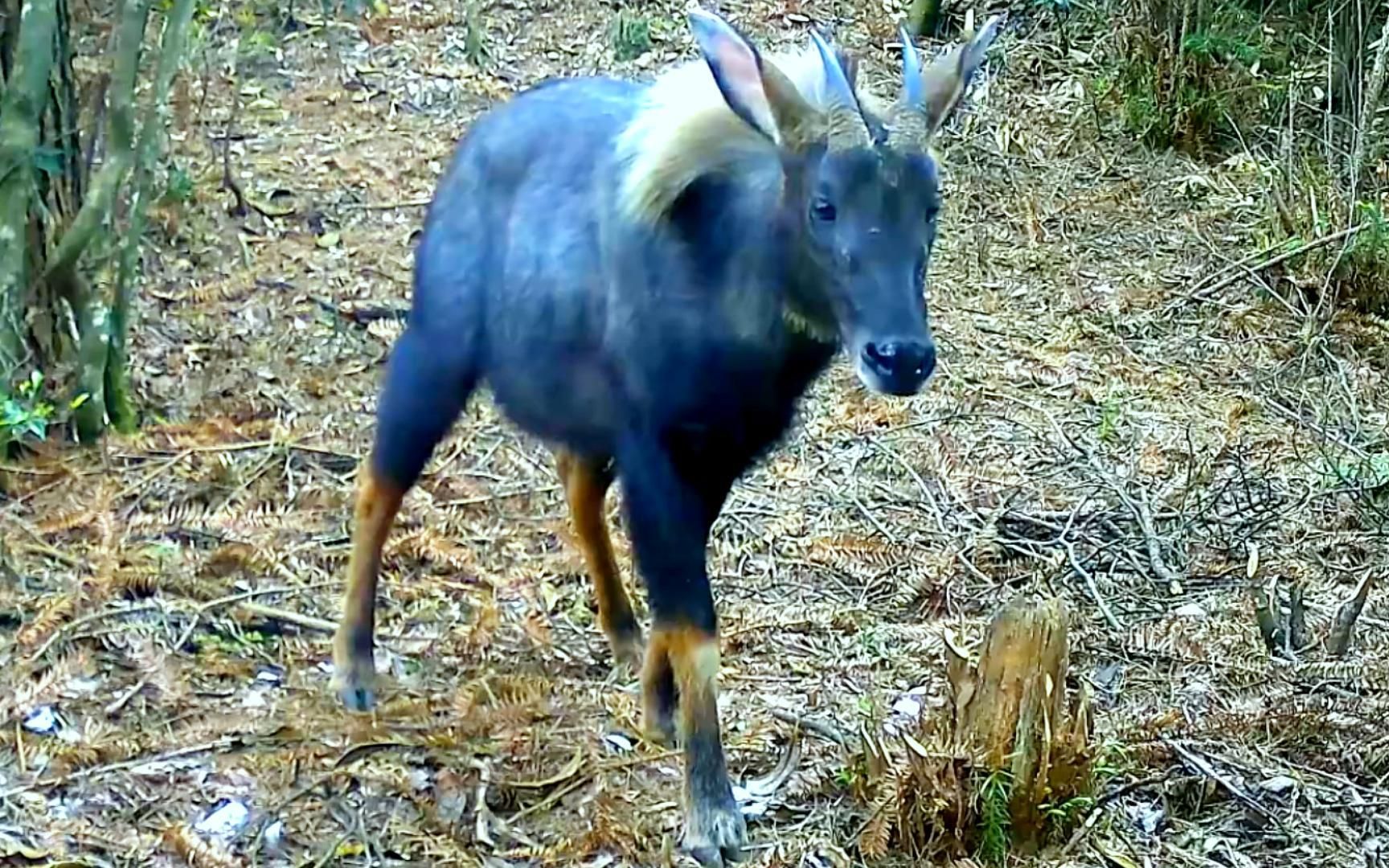 珍稀神兽"四不像"现身甘肃平凉云崖寺,胆小脾气大,更爱自由自在采蘑菇