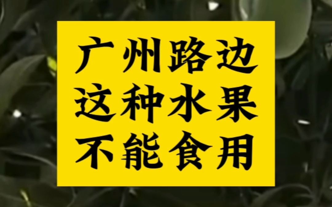 6月13日 提醒!广州路边这种水果不能食用!广州路边绿化芒,千万别吃!路边绿化芒吸收了大量汽车尾气等且有农药残留.#芒果#水果#绿化芒@bilibili哔...