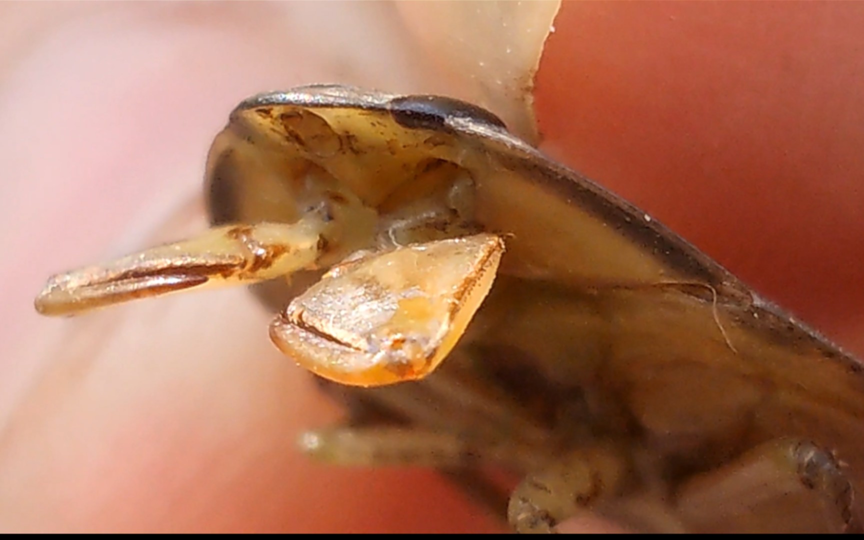 萌萌大眼睛樱桃小嘴的潜蝽