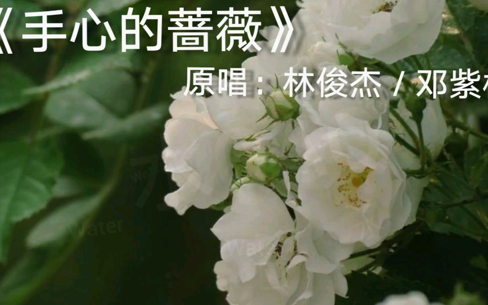 【嵐山青雲】《手心的薔薇》原唱:林俊杰/鄧紫棋