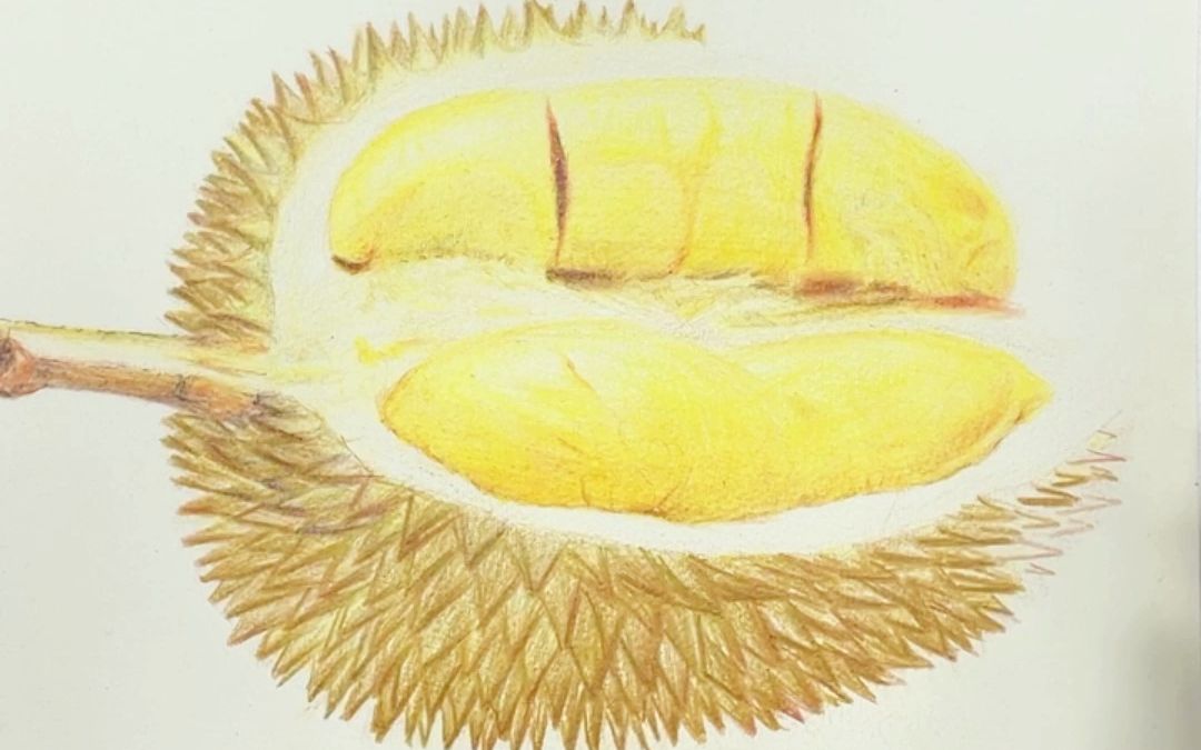 【一期一绘】彩铅-榴莲