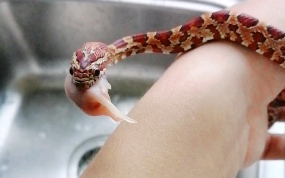 活动作品玉米蛇在手上嚼小软