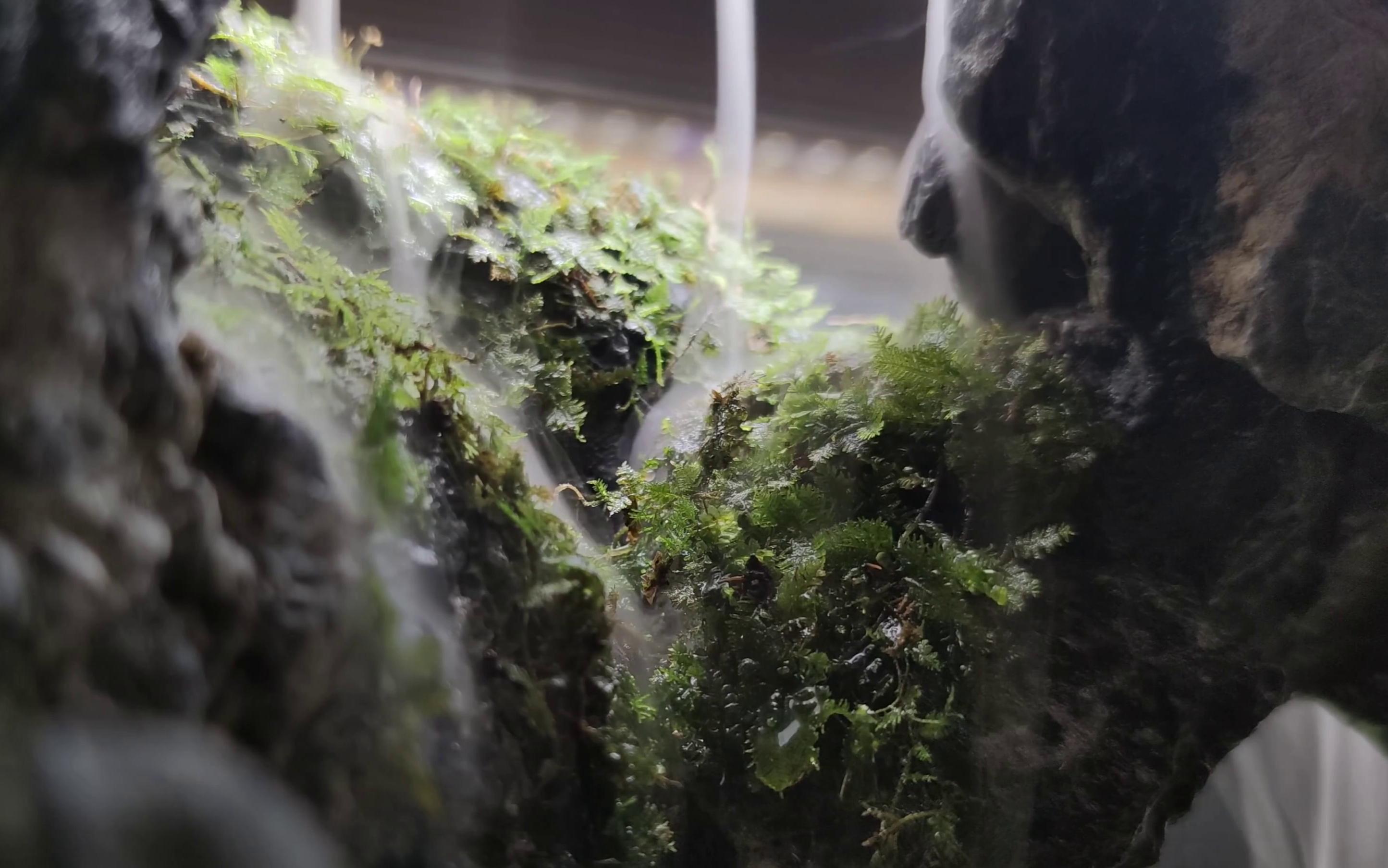 活动作品缸中瀑布苔藓生态草缸