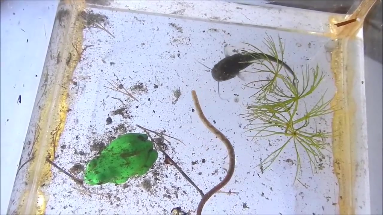 【youtube】鲶鱼宝宝惊人的胃口 吞噬比自己大的蚯蚓