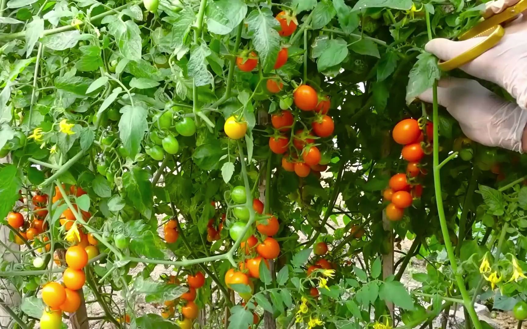 家庭菜园种植小番茄,后期采摘吃不完