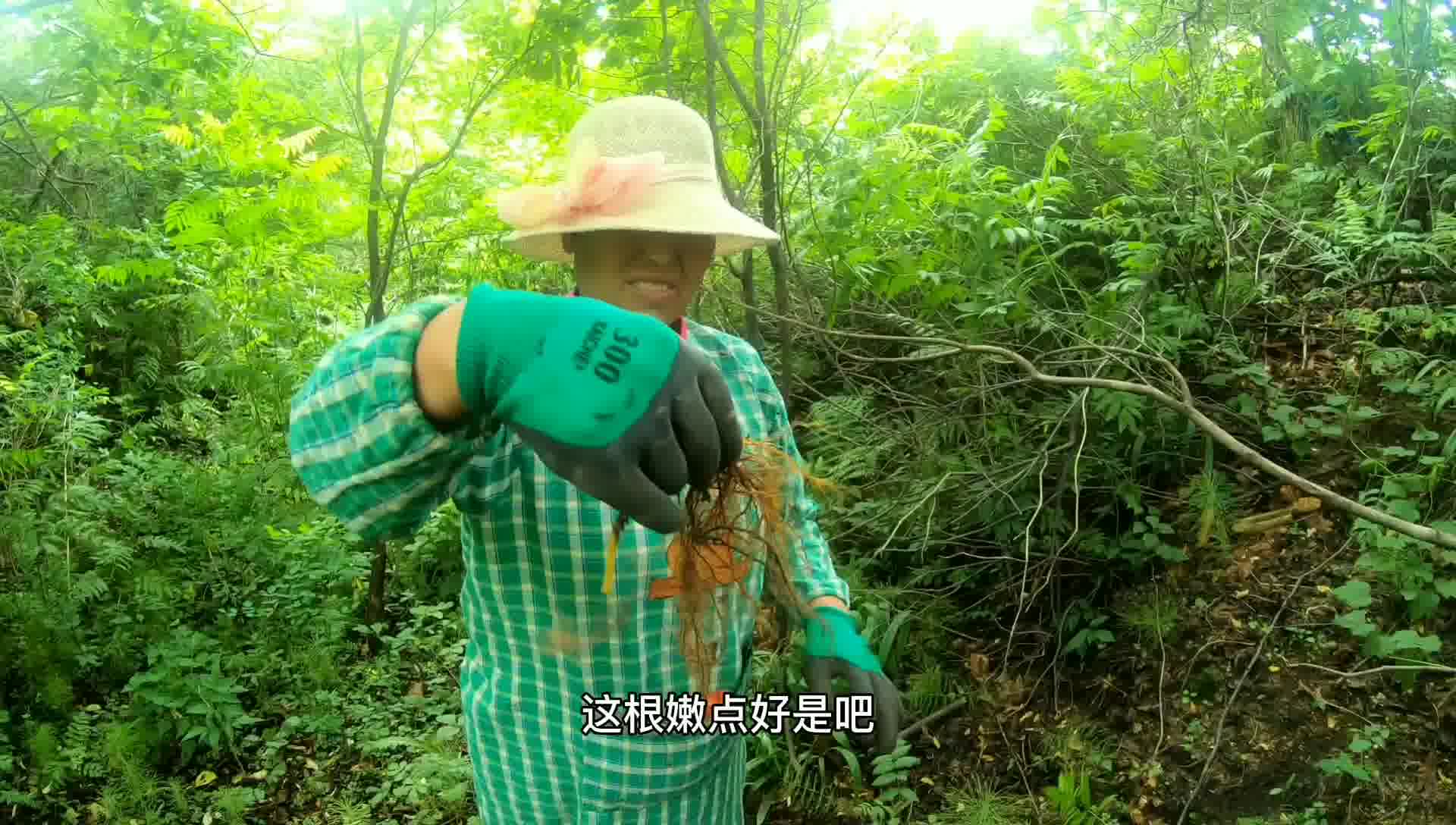 鸿茅是啥长啥样,杨妈妈带我上山刨鸿茅,下山的时候有意外收获!哔哩哔哩bilibili