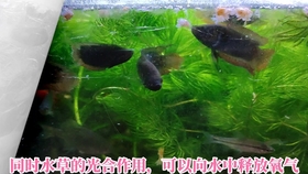 生态龟缸 乌龟出眠天 生态龟缸被破坏成什么样了 无过滤生态龟缸水草 植物现状盘点 仿野生乌龟缸利用茨菰净化水质的优缺点 乌龟缸里养什么植物好 植物推荐 哔哩哔哩