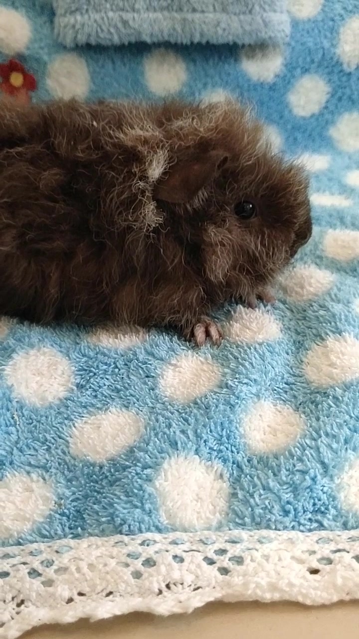 短脸型泰迪卷白刺咖啡荷兰猪垂耳朵mm,荷兰猪豚鼠1个20多天