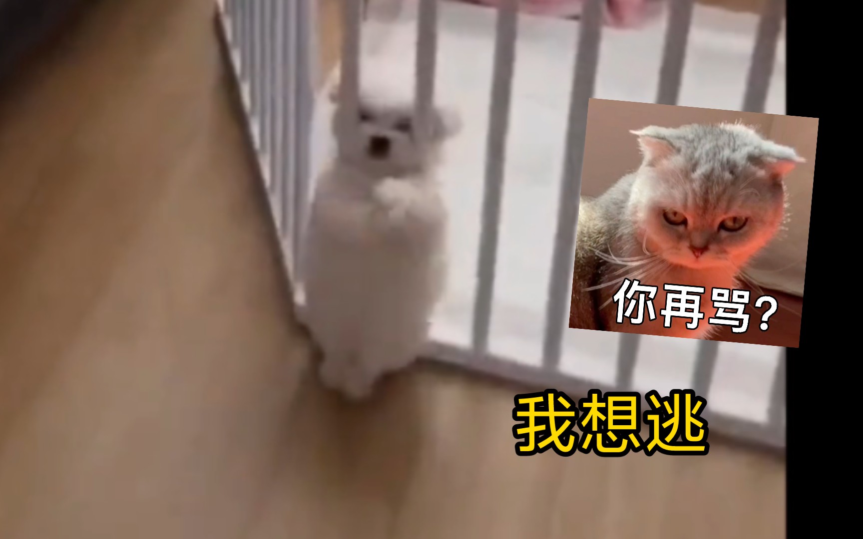 [图]猫：糟糕X﹏X陷入循环🔄狗：怎么出不去了