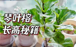 Download Video: 争气了，我的琴叶榕！一年个子翻1倍！