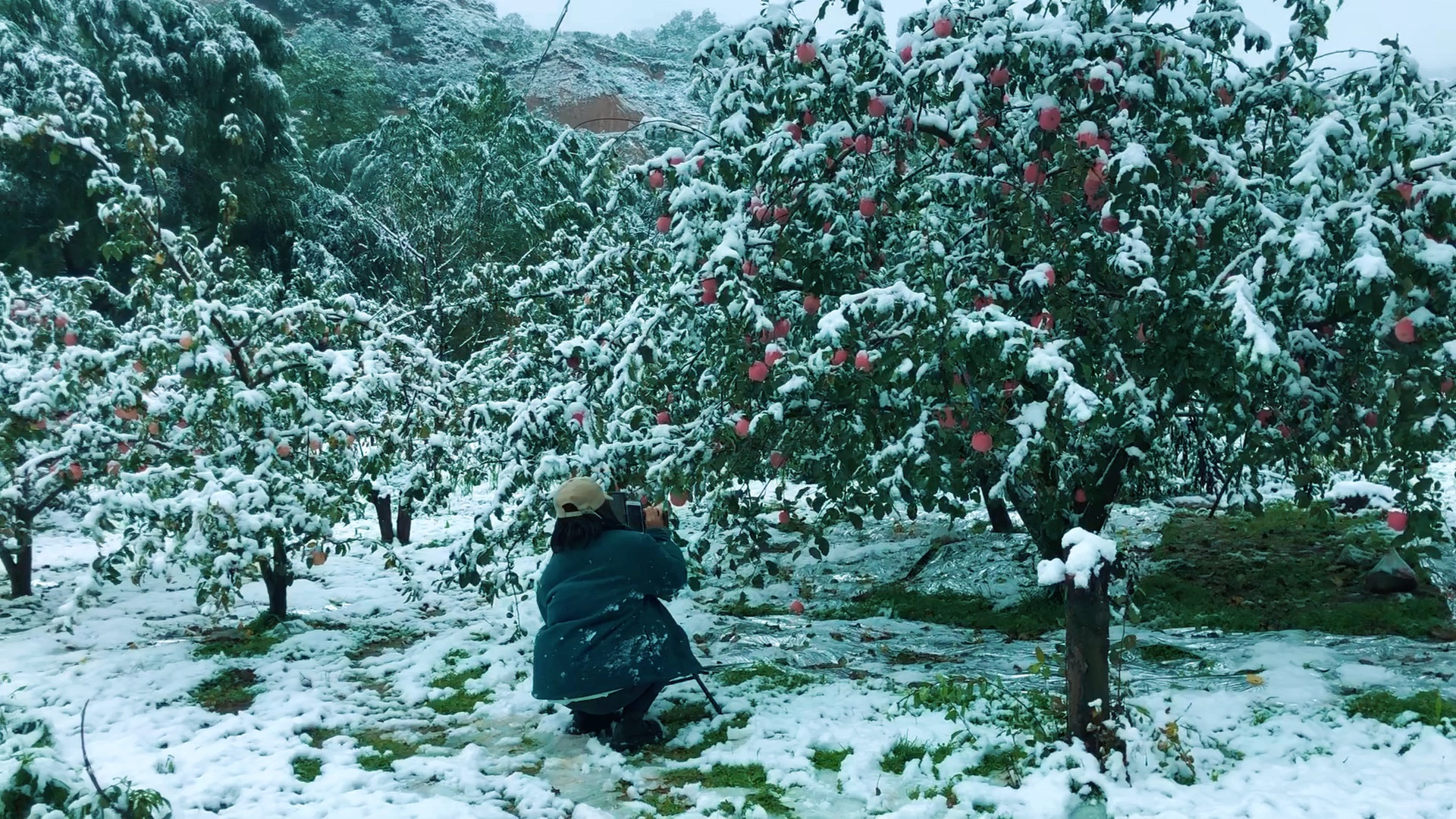 [图]若是秋收冬藏，此雪素裹银装，可怜果未摘粮未仓，此景叫人惜惶