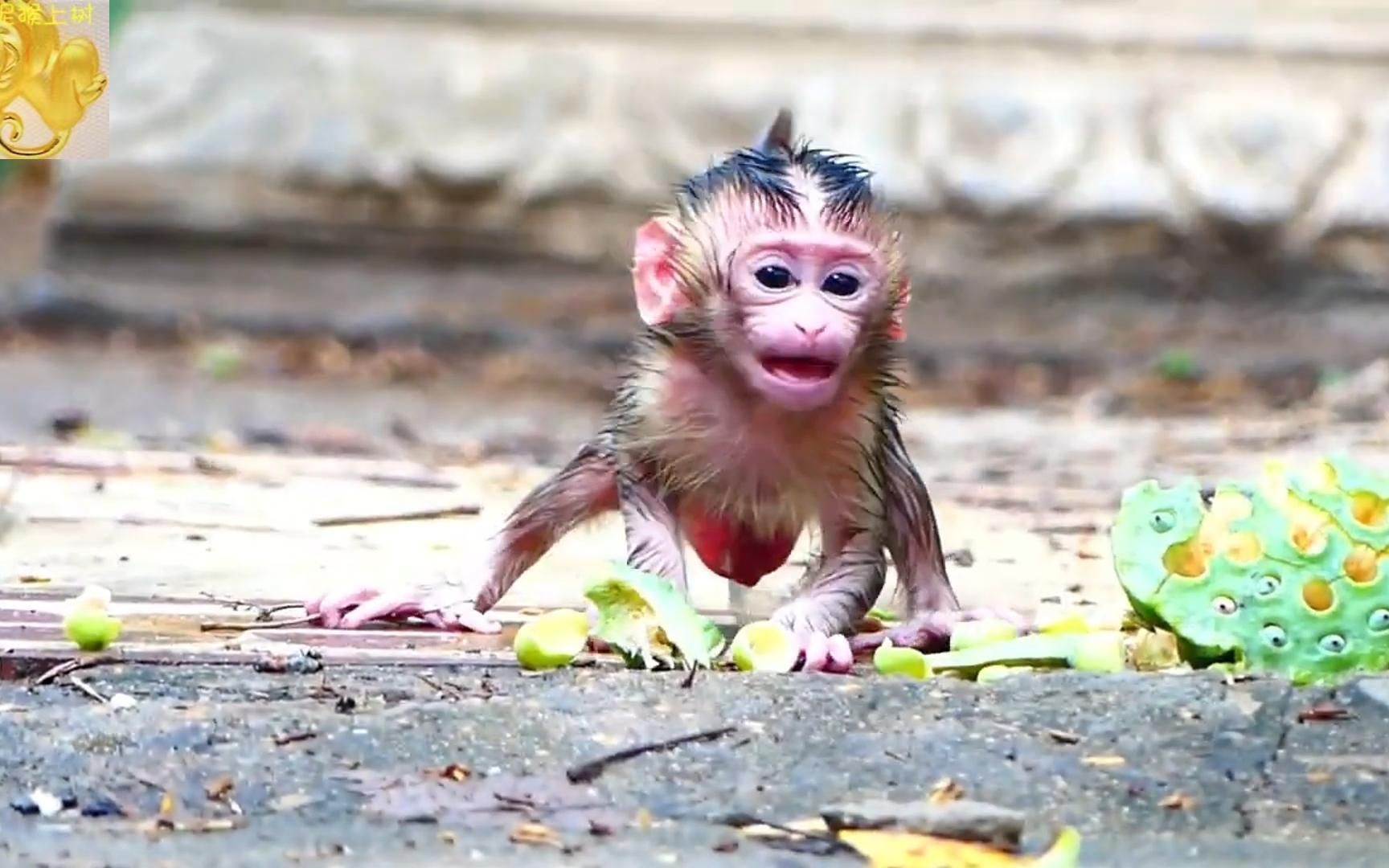 猴妈萨瑞卡让猴崽在湿滑的雨地里走路,猴崽又冷又怕