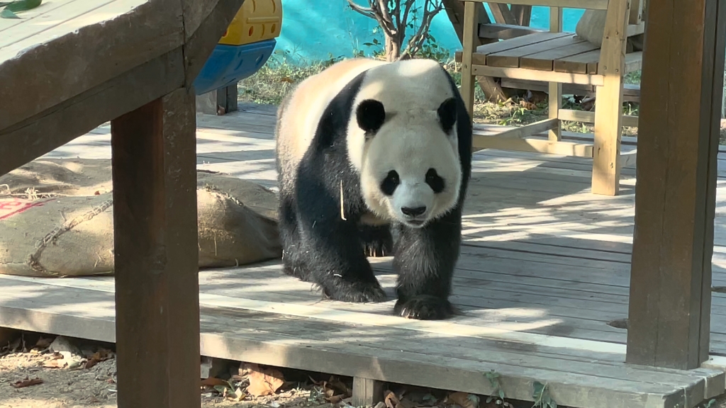 十一月份的大熊猫银柯