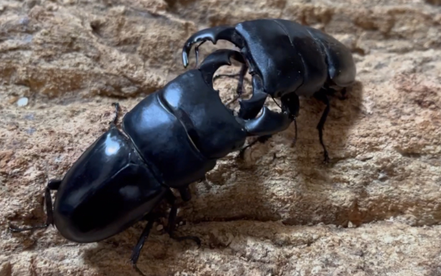 73mm牛头扁锹三战74mm牛头扁锹