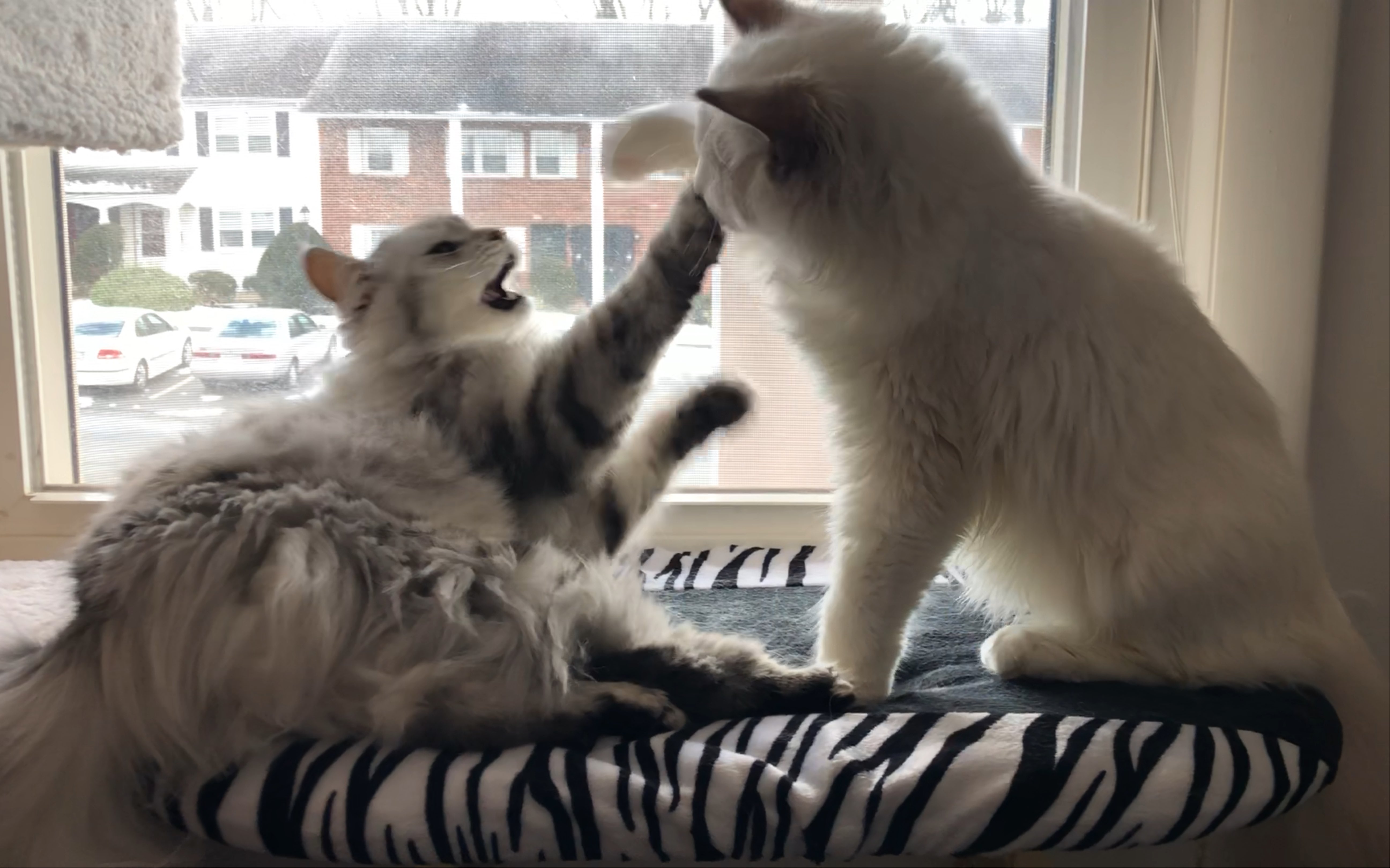 【布偶猫&西伯利亚森林猫】打架式互舔毛