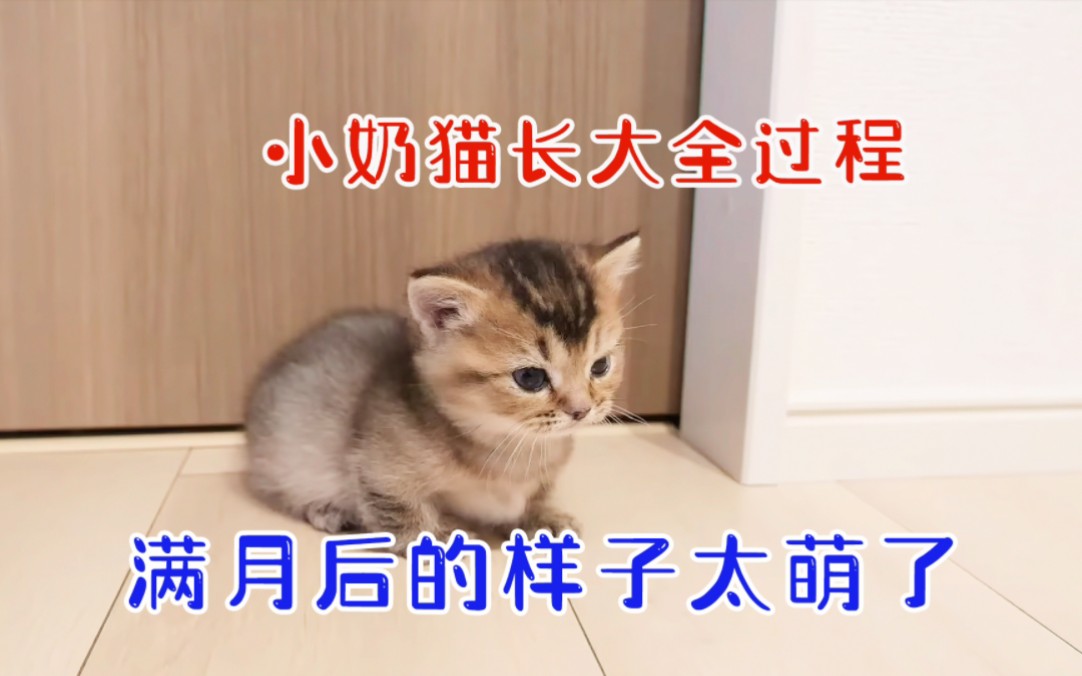 [图]小奶猫从出生到满月的全过程，长大后的样子太可爱了。