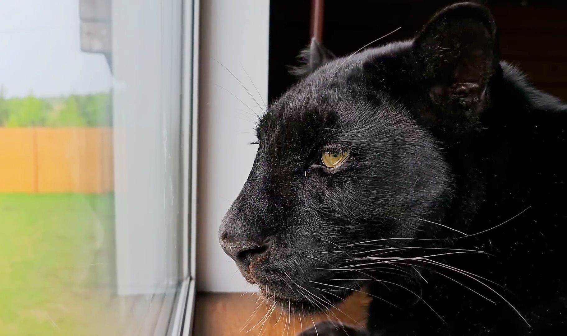 一只黑豹的侧脸可以有多帅