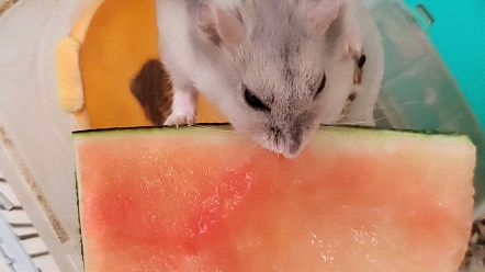 小仓鼠吃西瓜