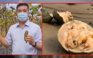 Скачать видео: 台湾发生66年一遇大雨，大雨袭击台南，瓜田泡水农民损失超百万