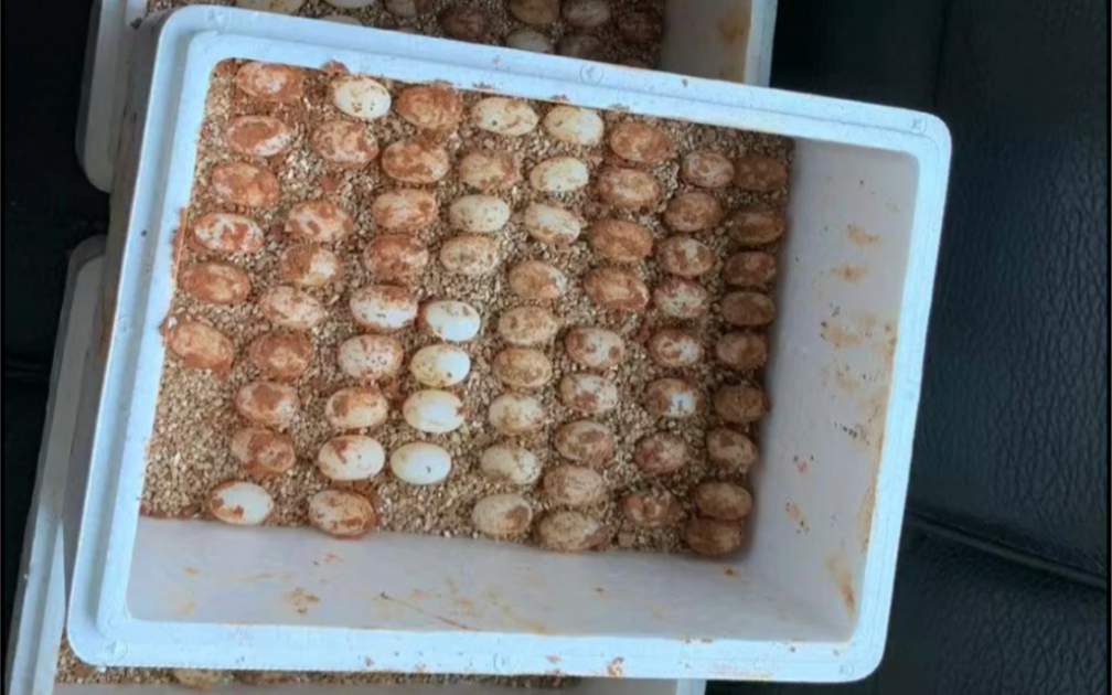 黄缘陆续开始产蛋今年收获还是挺满足的