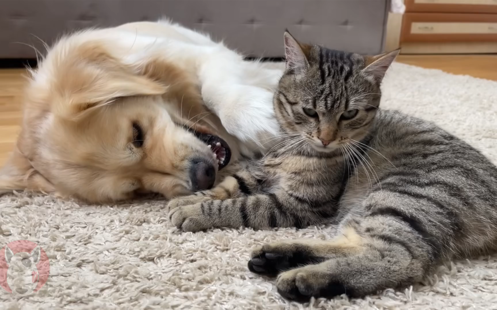 金毛犬和小猫咪在玩耍,想引起猫咪的注意,太有趣了!