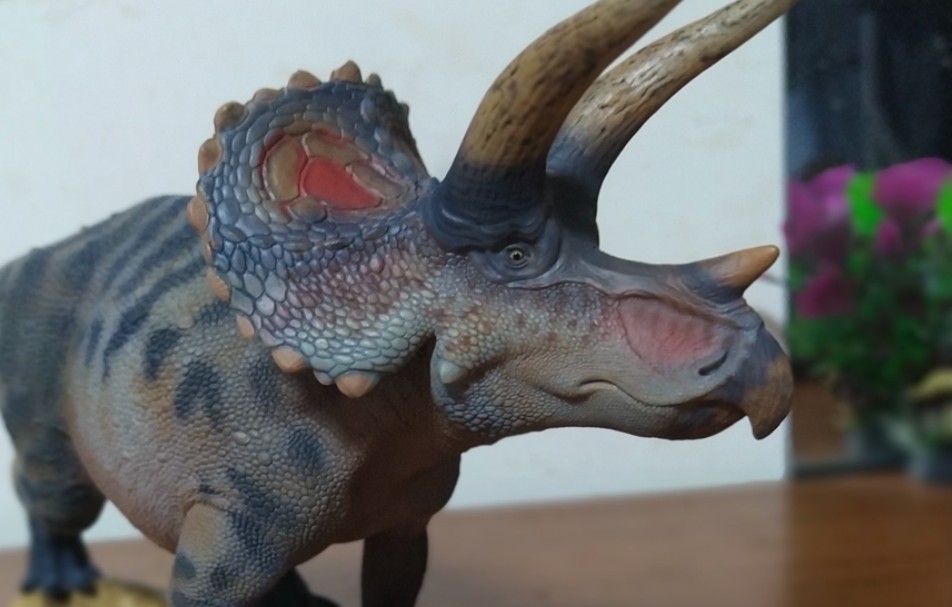 好龙谷三角龙体型对比