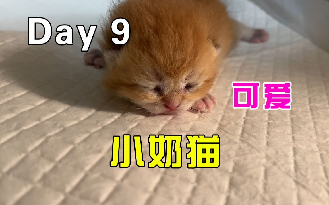 [图]【小奶猫成长记】Day9 小奶猫出生第九天 中气十足 喵喵叫