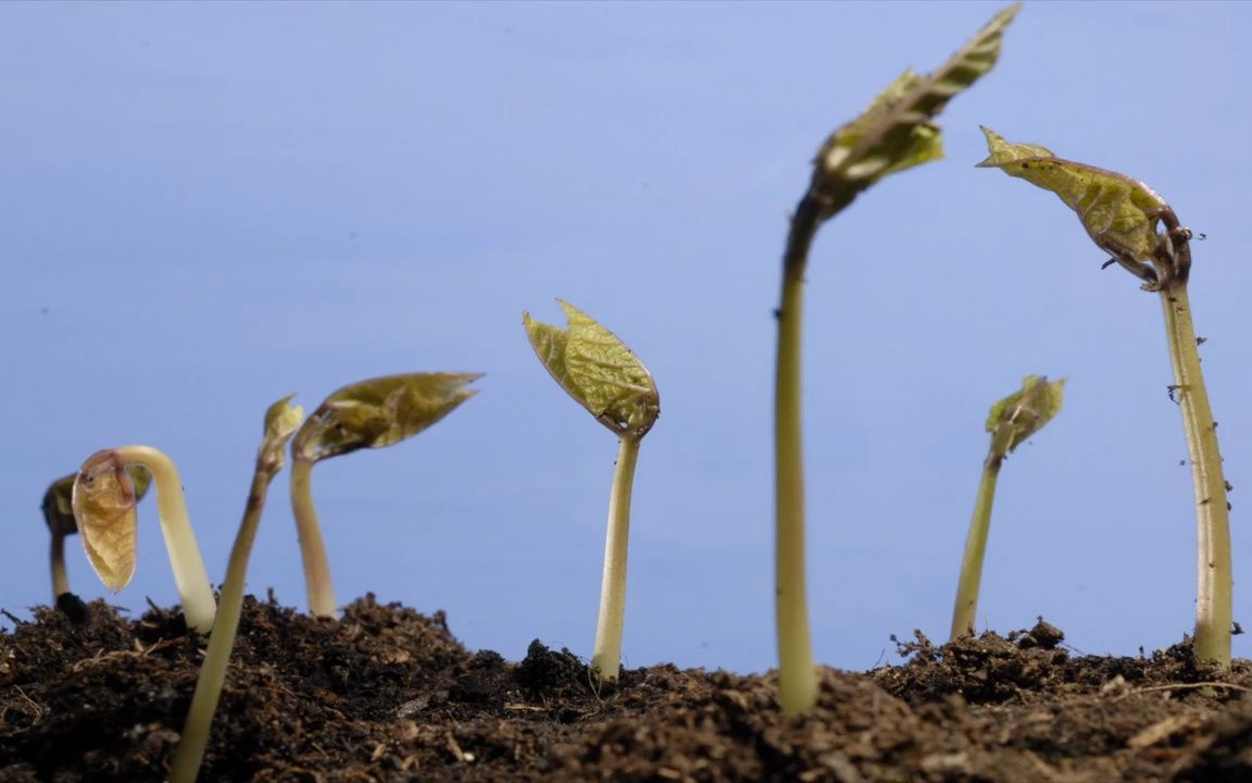 生长发芽成长枝繁叶茂植物小草生命力拍摄特写延时摄影动态视频素材