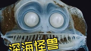 神秘稀有的火蝙蝠再度现身！蝙蝠倒挂睡眠的真正原因！_哔哩哔哩_bilibili