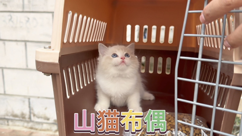 像这么好看的山猫布偶越来越少了哔哩哔哩bilibili