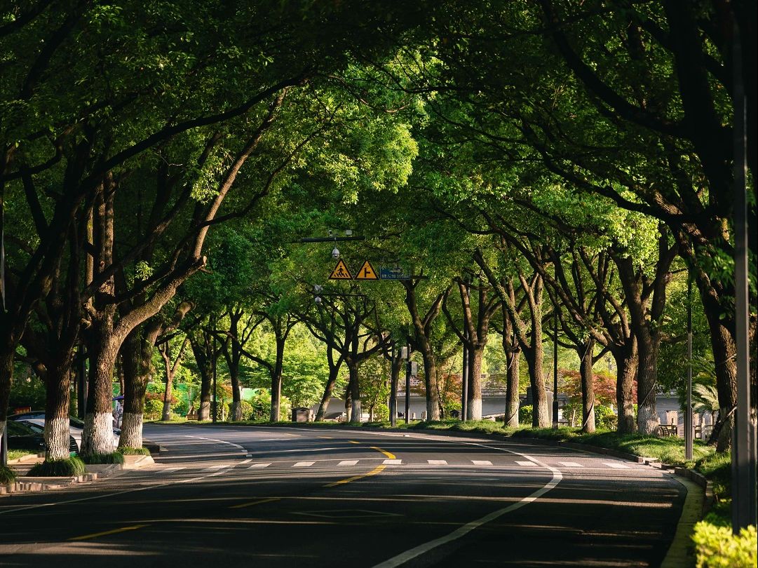 【扫街】绍兴绝美夏日林荫路——环城西路哔哩哔哩bilibili