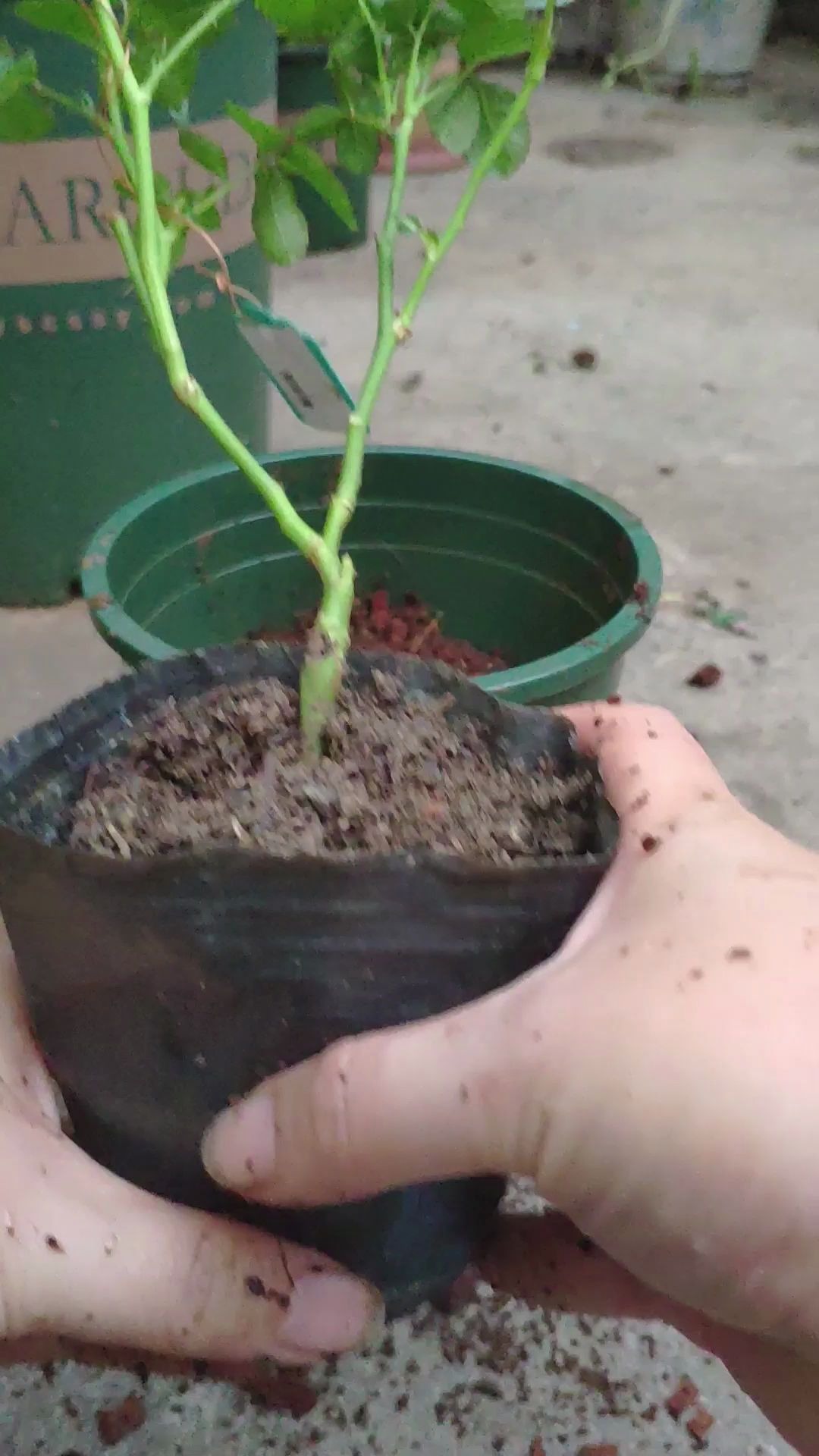 月季小苗换盆(我这个种花小学生终于在大家手把手教导下开始进步那么