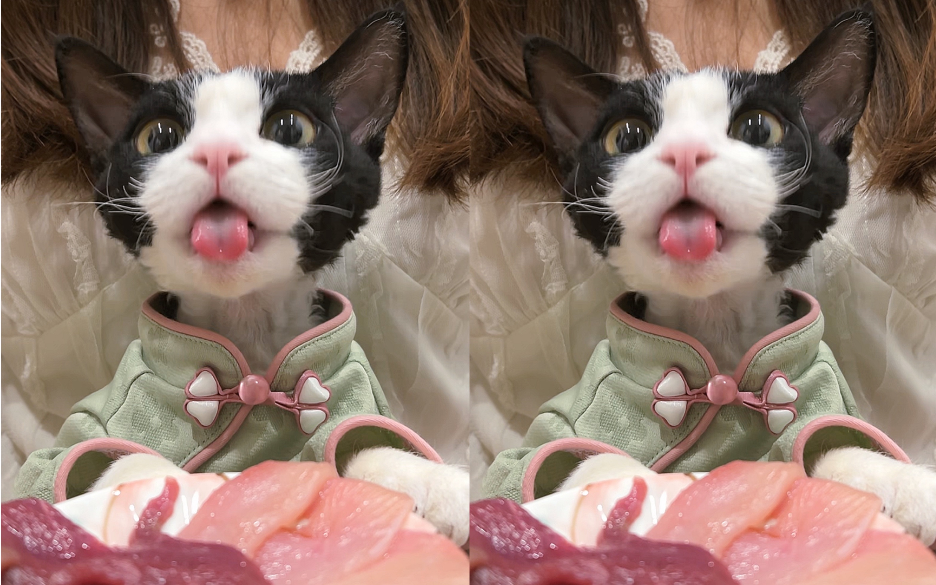 奶油吐舌头的样子也很可爱丫!略略略!