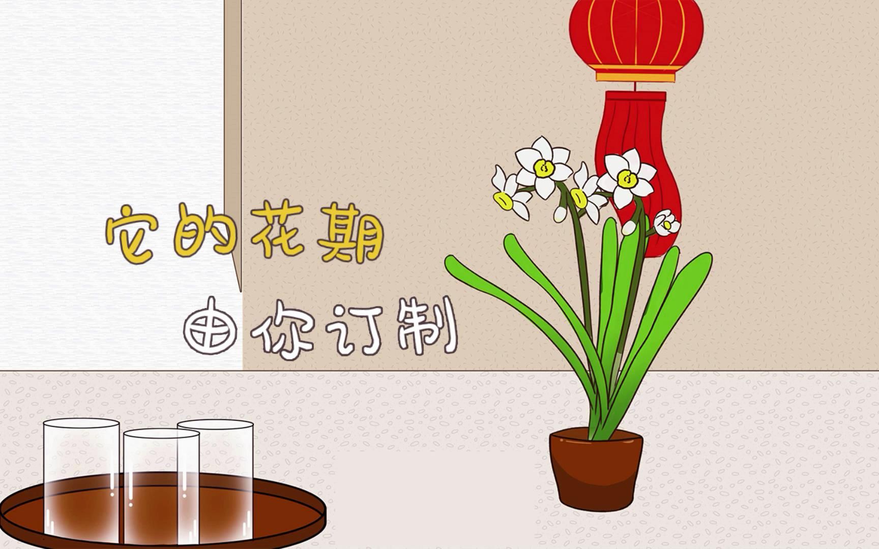 水仙:它的花期,由你订制哔哩哔哩bilibili