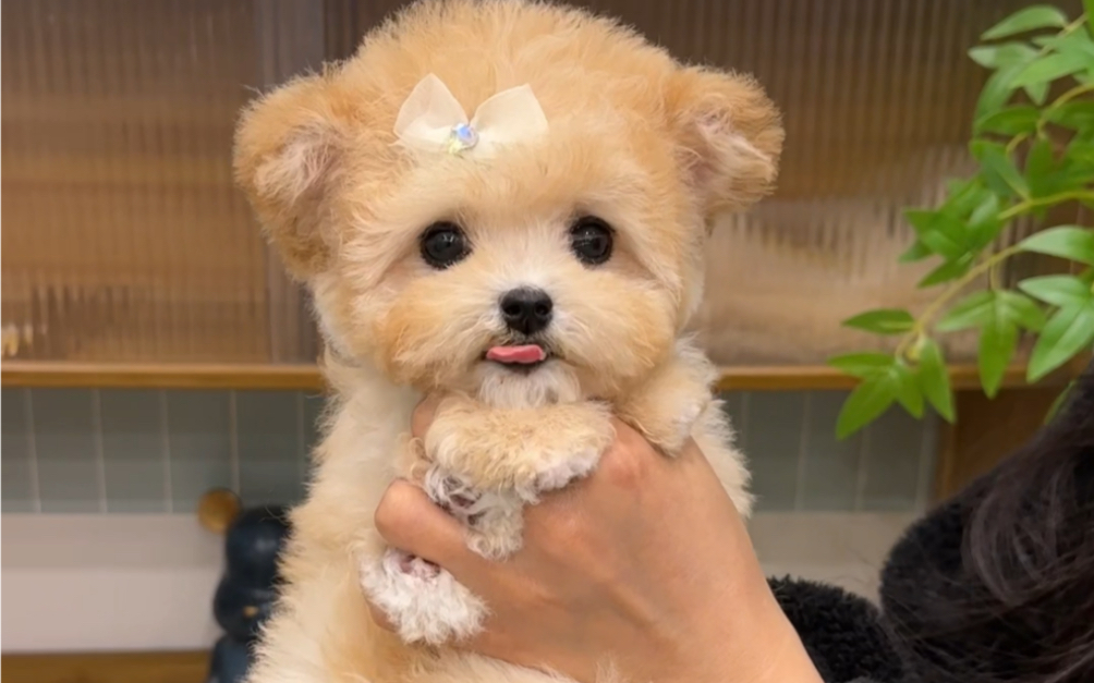 甜甜的泰迪熊妹妹来咯,真的要被她的笑容给萌化了耶 #萌宠日常记录