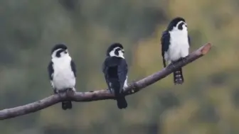 大熊猫（Giant Panda）为小型猛禽，以昆虫、小鸟和鼠类等为食，常栖息于高大乔木的树冠上