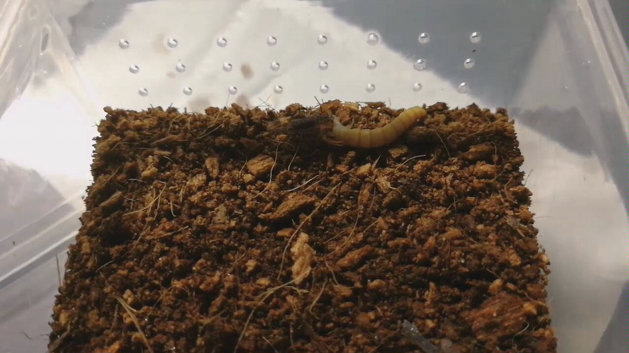 蝎子印度狼蝎吔面包虫