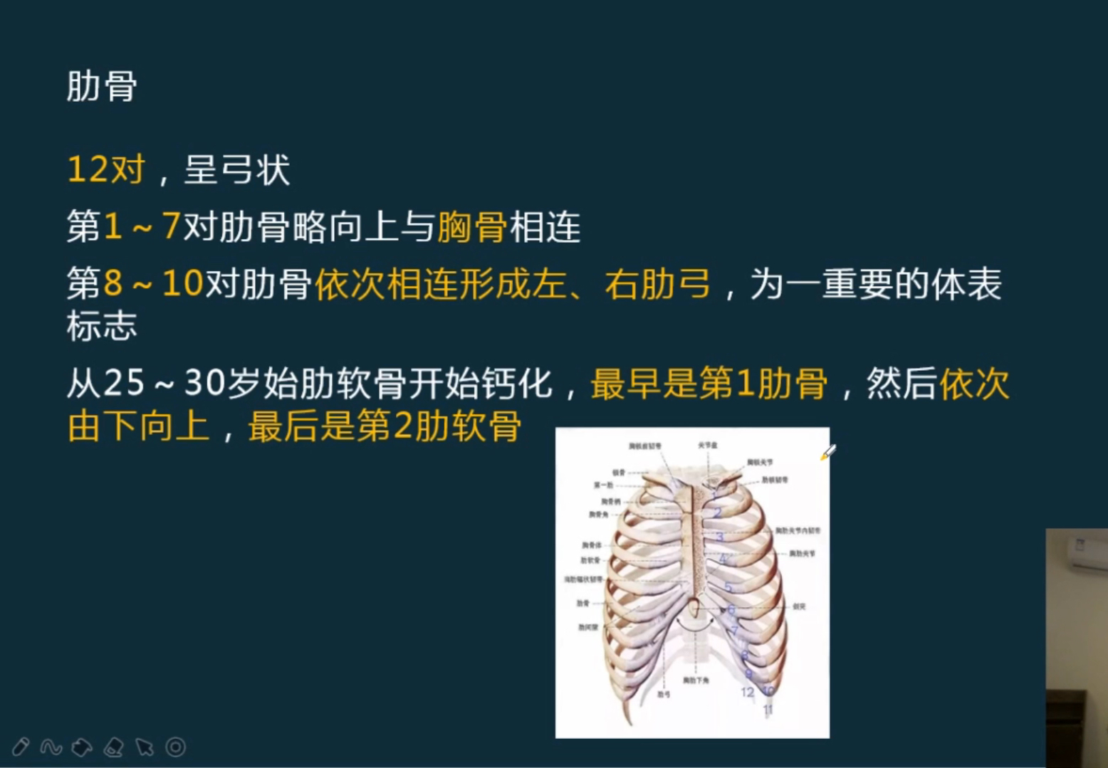 胸肋面图片